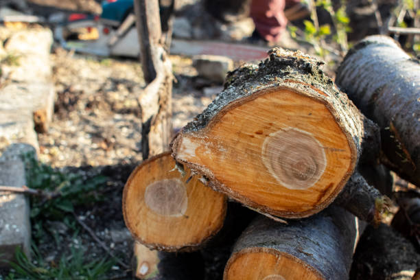 How Our Tree Care Process Works  in  Eagleton Village, TN