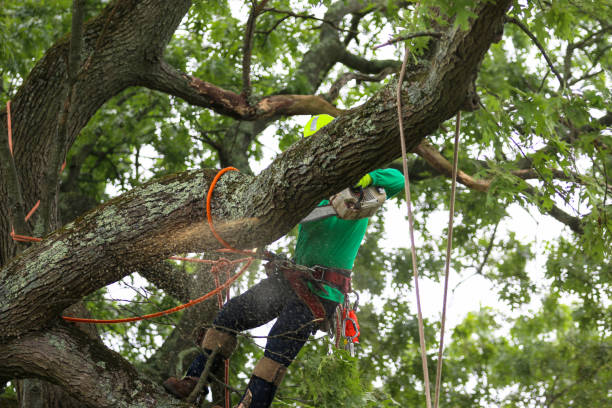 Trusted Eagleton Village, TN Tree Removal Services Experts